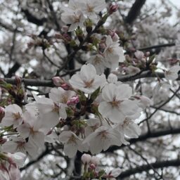 新社会人になる皆さまへ